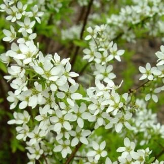 Spiraea t 'Mellow Yellow'