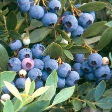 Blueberry 'Sunshine Blue'